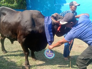 Walkot Eva Dwiana Salurkan 93 Hewan Kurban untuk Warga Bandar Lampung