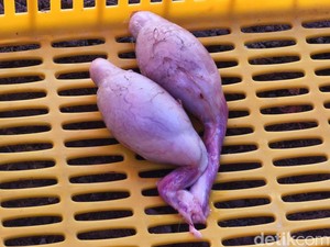 Kata Dokter soal Torpedo Kambing untuk Tingkatkan Vitalitas