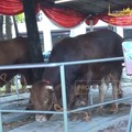 Ini Penampakan Sapi Kurban Dari Prabowo - Gibran di Masjid Istiqlal