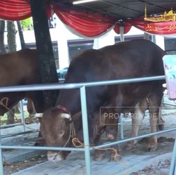 Ini Penampakan Sapi Kurban Dari Prabowo - Gibran di Masjid Istiqlal