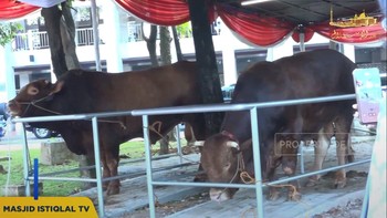 Ini Penampakan Sapi Kurban Dari Prabowo - Gibran di Masjid Istiqlal