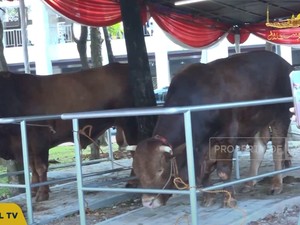 Ini Penampakan Sapi Kurban Dari Prabowo - Gibran di Masjid Istiqlal