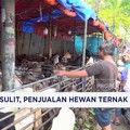 Video: Ekonomi Sulit, Penjualan Hewan Ternak Sepi