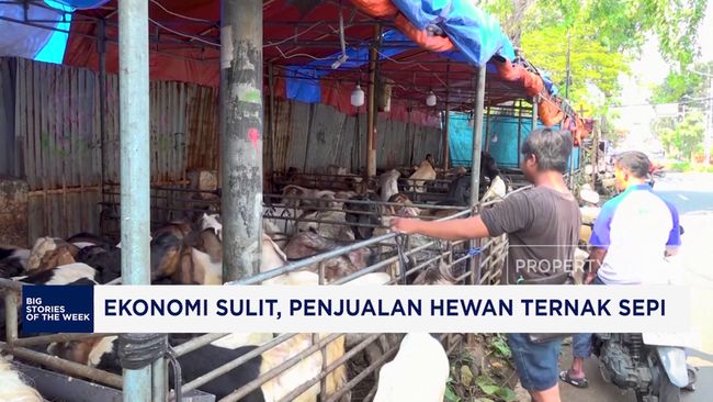 Video: Ekonomi Sulit, Penjualan Hewan Ternak Sepi