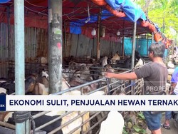 Video: Ekonomi Sulit, Penjualan Hewan Ternak Sepi