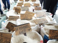 Harga Beras Naik Saat Stok Banyak, DPR Cecar Bos Bapanas-Dijawab Gini