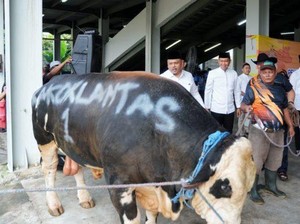 Hari Raya Idul Adha, Korlantas Polri Kurban 56 Sapi dan 16 Kambing