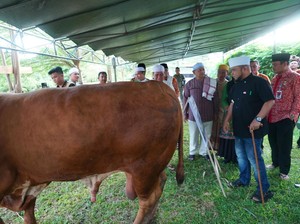 Presiden Prabowo Berkurban 11 Sapi untuk Bengkulu