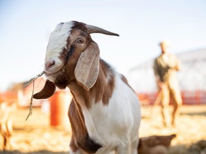 Bolehkah Kurban Kambing Usia Belum 1 Tahun? Ketahui Syarat Lengkapnya