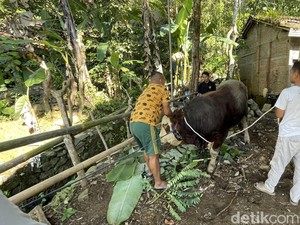 Bobot 840 Kg, Sapi Kurban Prabowo Bernama Herkules Disembelih Pagi Ini