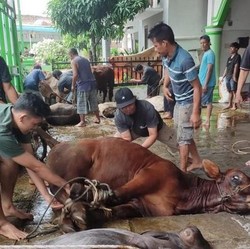 Panitia Kurban Boleh Terima Daging atau Tidak? Begini Hukumnya