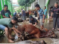 Panitia Kurban Boleh Terima Daging atau Tidak? Begini Hukumnya