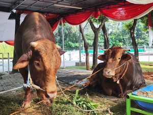 Video Intip Sapi Kurban Prabowo-Gibran, Bernama Brawijaya & Jack