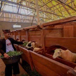 BRI Tingkatkan Produktivitas Peternak Domba di Desa Sukalaksana Garut