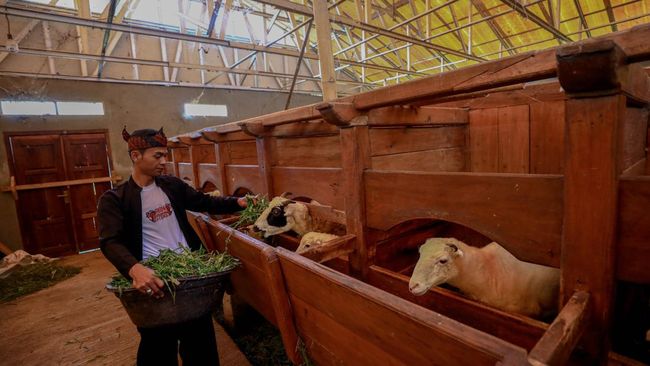 BRI Tingkatkan Produktivitas Peternak Domba di Desa Sukalaksana Garut