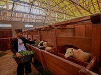 BRI Tingkatkan Produktivitas Peternak Domba di Desa Sukalaksana Garut
