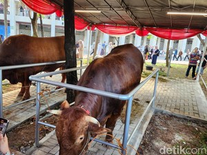 Hukum Memakan Daging Kurban Sendiri bagi yang Berkurban, Boleh atau Haram?