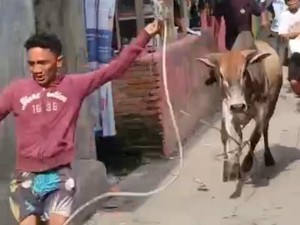Viral Sapi Kurban di Belawan Kabur hingga Hampir Terjun ke Laut