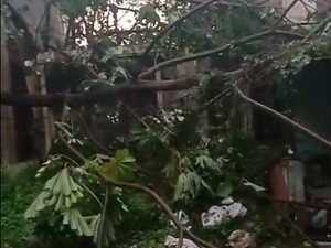 6 Kejadian Pohon Tumbang di Depok, Rumah hingga Mobil Warga Tertimpa