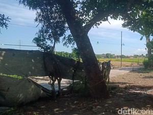 Duduk Perkara Sapi Kurban di Klaten Viral Bangkit Lagi Usai Disembelih