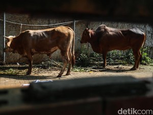 Kurban atas Nama Orang Meninggal, Bolehkah Dimakan Keluarga?