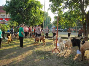 Berapa Minimal Usia Domba, Kambing dan Sapi yang Sah untuk Kurban?