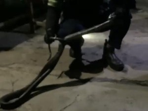 Hii! King Cobra 2,5 Meter Nongol di Kantin Sekolah, Melawan Saat Dievakuasi