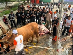 PKS Sembelih 4.294 Sapi dan 5.453 Kambing Kurban, Akan Dibagi ke Masyarakat