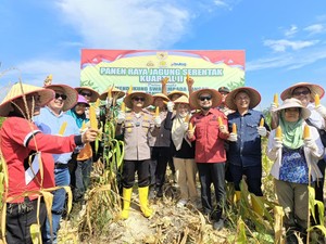 Dukung Swasembada Pangan, Polres Bengkalis Riau Panen 2 Ton Jagung