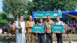 Pusri Salurkan 60 Hewan Kurban di Momen Idul Adha 2025