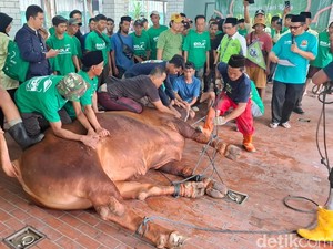Momen Penyembelihan Sapi Kurban Prabowo dan Gibran di Masjid Istiqlal