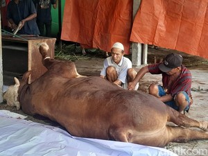 Al-Washliyah Sumut Sembelih Sapi Kurban Presiden Prabowo, Berat 1 Ton