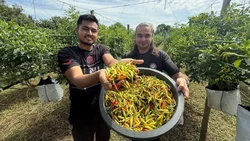 Teknisi Kini Jadi Petani Cabai, Penghasilannya Bisa Ratusan Juta Sebulan!