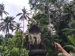 Kampung Jalak Bali Dijaga Adat, Penebang Pohon Wajib Ganti Dua Bibit Buah