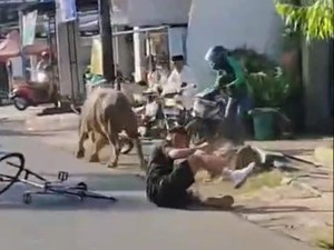 Kerbau Kurban Lepas Seruduk Pesepeda di Kudus, Begini Endingnya