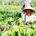 Dari Ladang ke Cangkir: Nestle Bantu Petani Kopi Bisnis Berkelanjutan