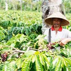 Dari Ladang ke Cangkir: Nestle Bantu Petani Kopi Bisnis Berkelanjutan