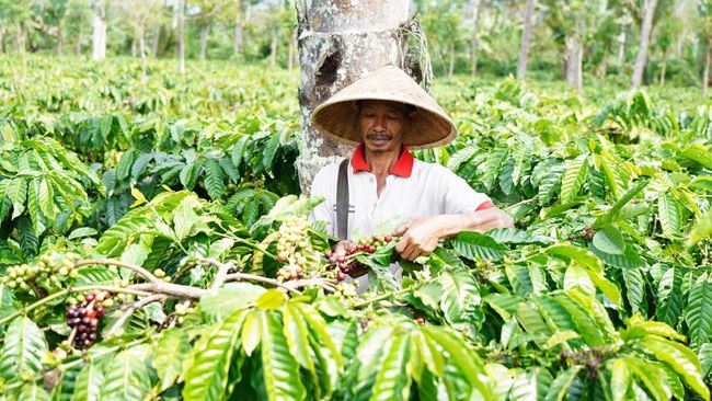 Dari Ladang ke Cangkir: Nestle Bantu Petani Kopi Bisnis Berkelanjutan