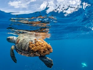 Penyu Bernama Dilly Dally Kembali Dilepas ke Laut Setelah Diamputasi