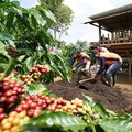 Harga Naik Tajam, Trump Bisa Bikin Pasar Kopi Makin Ngeri