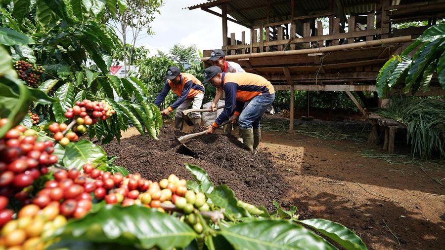 Nestle Memberdayakan Petani Kopi Indonesia melalui Praktik Berkelanjutan