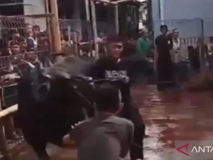 Sapi Kurban Ngamuk di Jaktim, Lukai 3 Orang hingga Rusak Motor Warga
