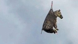 Video Zebra yang Kabur dari Pemiliknya Ditemukan, Diterbangkan Pakai Heli