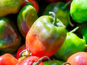 Cabai Gendot Itu Apa? Ini Manfaat dan Ide Resep Olahannya