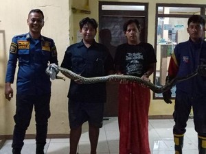 Ular Sanca 2 Meter Muncul di Kamar Tidur Warga Bogor, Damkar Turun Tangan
