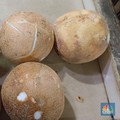 Ironis! Nasib Kelapa RI Ditentukan Satu Provinsi, Sisanya Numpang!