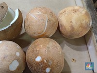 Ironis! Nasib Kelapa RI Ditentukan Satu Provinsi, Sisanya Numpang!