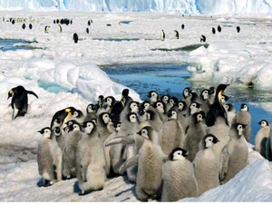 Dunia Hari Ini: Populasi Penguin Emperor Berkurang Hampir Seperempat