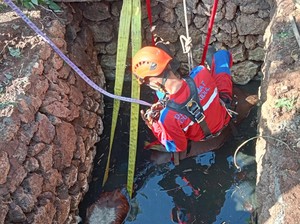 Kabur Saat Hendak Dibawa ke Pasar, Sapi 5 Kuintal Tercebur Sumur di Gunungkidul