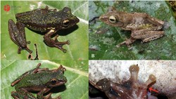 Foto: Melihat Lebih Dekat Spesies Baru Katak Pohon Endemik Sulawesi